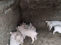 नर सूअर — फ़ोटो 5