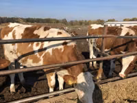 Vaca, Raza rojo-moteada — foto 2