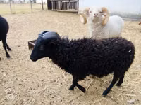 Carnero, Ouessant sheep — foto 2