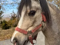Mare, Welsh Mountain Pony — photo 2