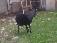 Mbuzi jike, Mbuzi — picha 3