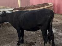 Ng'ombe jike, Latvian Blue cattle — picha 2