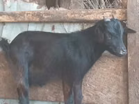 Mbuzi (kikundi, jinsia haijatajwa), Mbuzi — picha 4