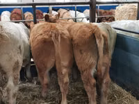 أبقار (دفعة، الجنس غير محدد), Charolais cattle — الصورة 4