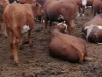 Cow, Red Steppe Cow — photo 2