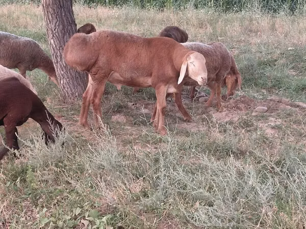 Dume la kondoo, Arashan sheep