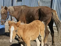 Yegua, Altai horse — foto 2