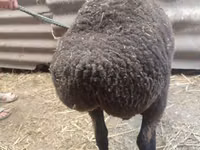भेड़, Saryarka sheep — फ़ोटो 3