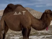 ناقة, Kazakh Bactrian camel — الصورة 2