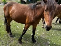 فرس, Međimurje horse — الصورة 6