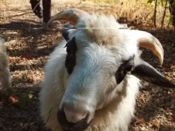 公羊, Racka sheep