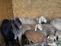 Sheep, Arashan sheep — photo 4