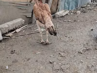 Chickens — Foto 5