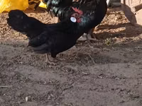 Bantam — picha 1