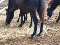Horse (M), Welsh Mountain Pony — photo 1
