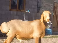 Widder, Arashan sheep — Foto 2