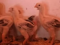 Chickens — 照片 3