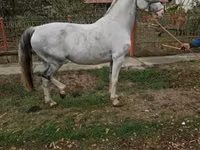 母马, Hungarian horse breed — 照片 2