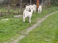 Mbuzi jike, Saanen goat — picha 2