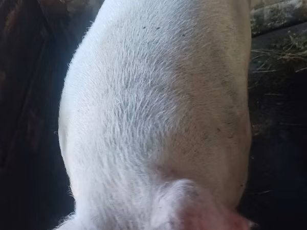 公猪, 