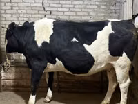 Kuh, Holstein-Rasse — Foto 3