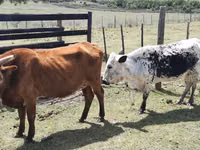Ng'ombe jike, Nguni cattle — picha 3