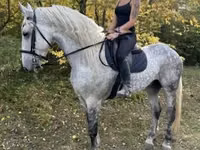 Farasi dume, Andalusian horse — picha 7
