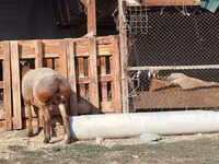 Dume la kondoo, Edilbay sheep — picha 7