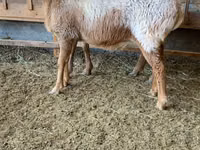 母羊, Arashan sheep — 照片 5