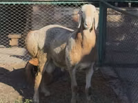 Widder, Arashan sheep — Foto 2