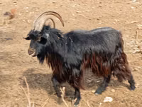 Mbuzi (kikundi, jinsia haijatajwa), Mbuzi — picha 1