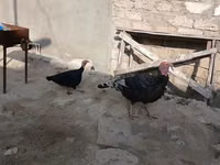 Broad Breasted Nyeupe — picha 2