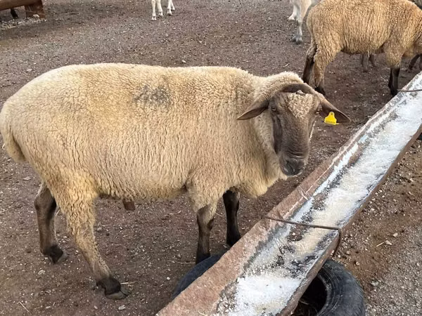 Dume la kondoo, Hampshire sheep