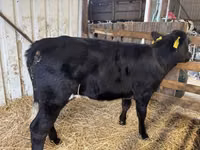 Vaca, Vaca Limousin — foto 5