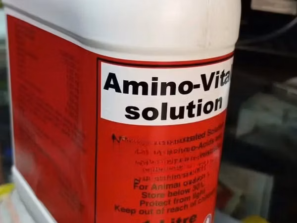 Amino-Vital Solution for Cattle, Sheep, Pigs, Poultry, Goats