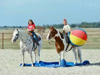 公马, Quarter Horse — 照片 5