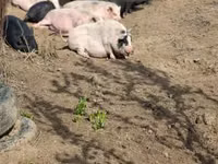 Pigs (batch, sex not specified) — photo 5