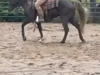 Hengst, Rocky Mountain Horse — Foto 8