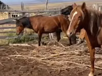 母马, Kazakh horse — 照片 4