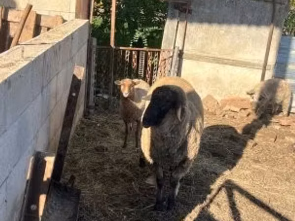 Kondoo (kikundi, jinsia haijatajwa), Cameroon sheep