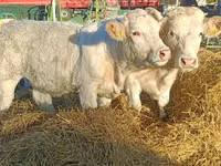 بقرة, Charolais cattle — الصورة 1