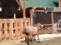 Dume la kondoo, Edilbay sheep — picha 4