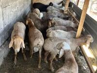 Sheep, Rhon sheep — photo 2