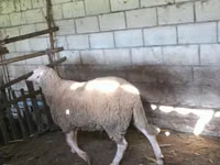 公羊, Lacaune sheep — 照片 4