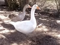 Geese — Foto 1