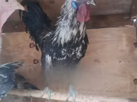 Chickens — picha 5