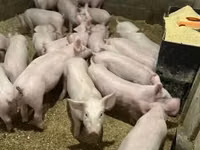 Schweine (Partie, Geschlecht nicht angegeben) — Foto 5