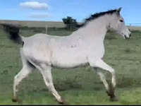 घोड़ा, Arabian horse — फ़ोटो 5