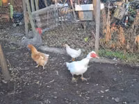 Danish hen — picha 2