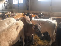 公牛, Simmental cattle — 照片 5